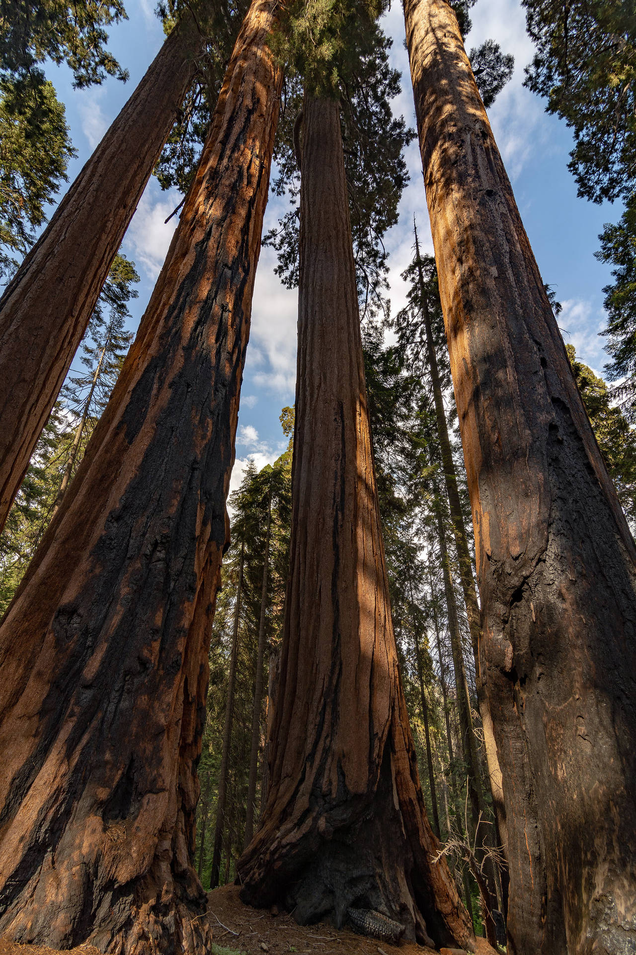 Sequoia National Park Upwards Background