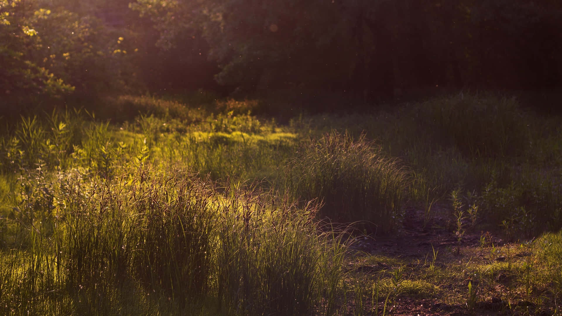 Serene Afternoon Desktop