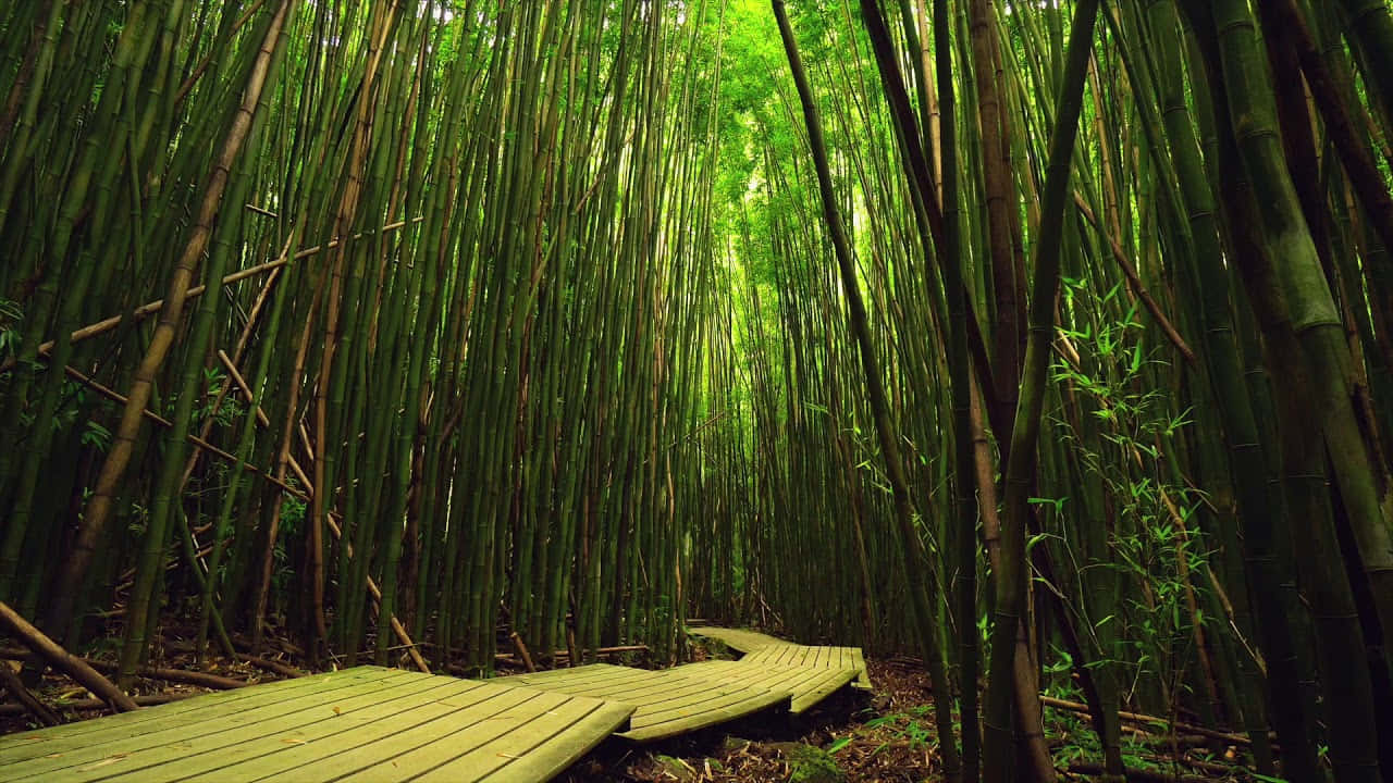 Serene_ Bamboo_ Forest_ Path_ H D.jpg Background