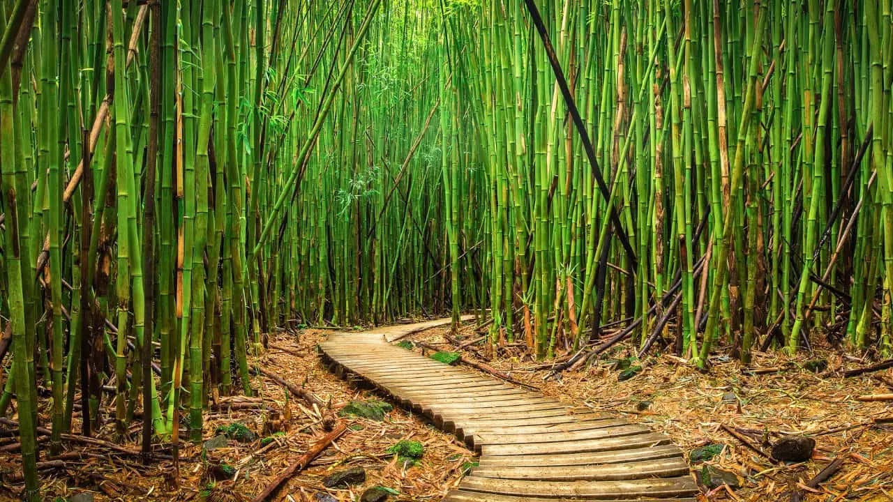 Serene_ Bamboo_ Forest_ Path_ H D Background