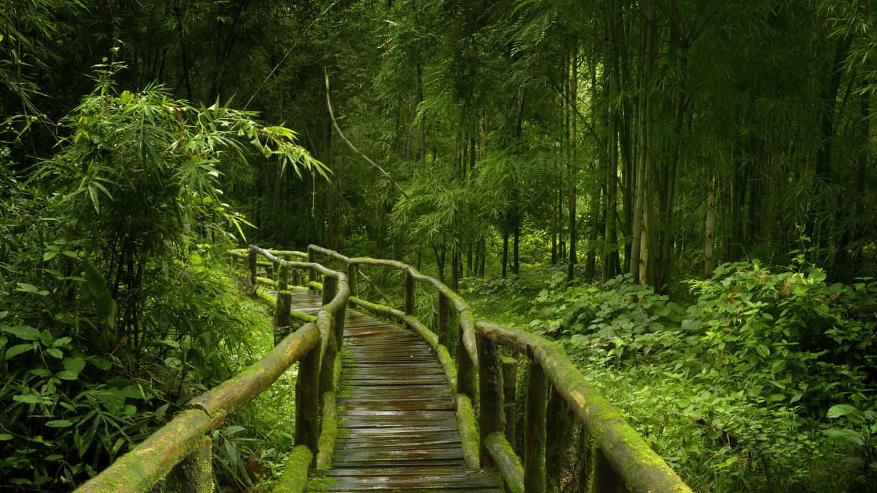Serene_ Bamboo_ Forest_ Pathway.jpg Background