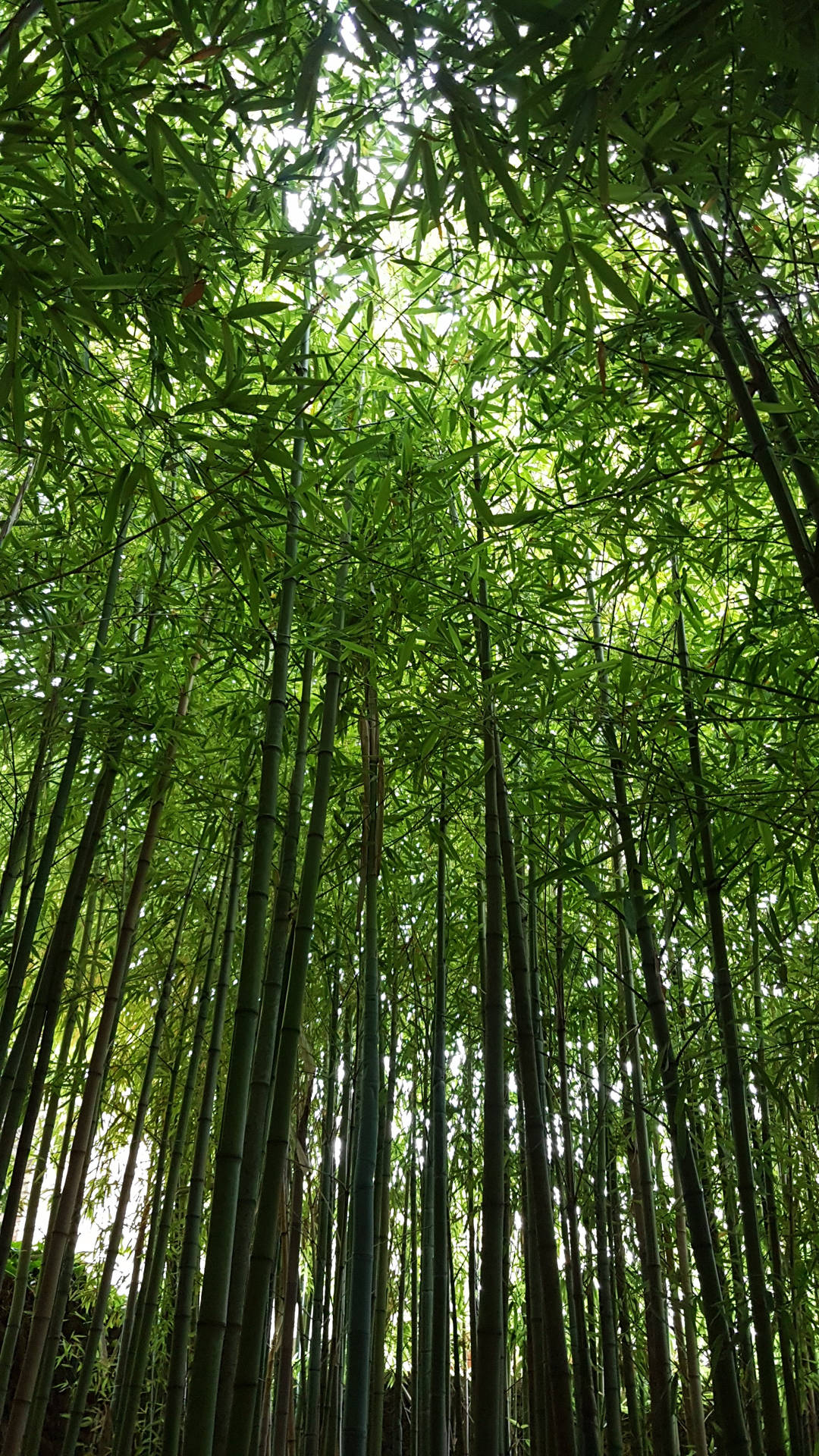 Serene Bamboo Forest Scenery For Iphone