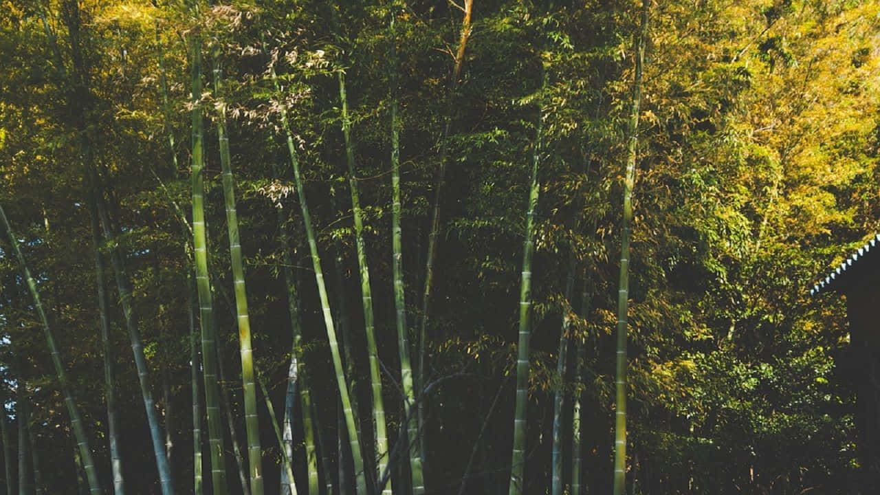 Serene_ Bamboo_ Grove.jpg Background