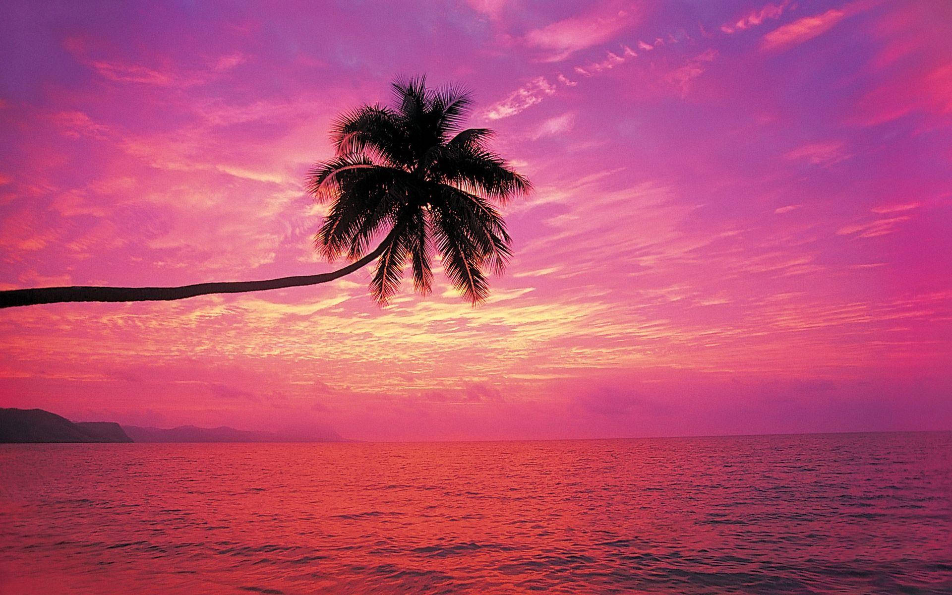 Serene Beach Sunset With Single Palm Tree Background