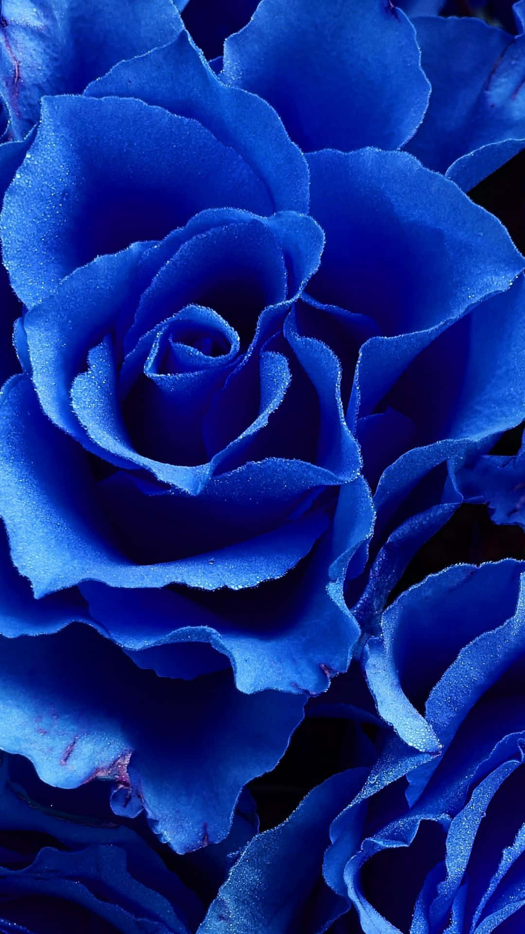 Serene Beauty: A Dark Blue Rose In Abstract Art Background