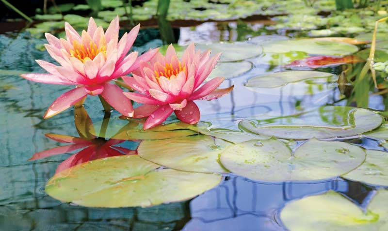 Serene Beauty Of A Solitary Water Lily Background