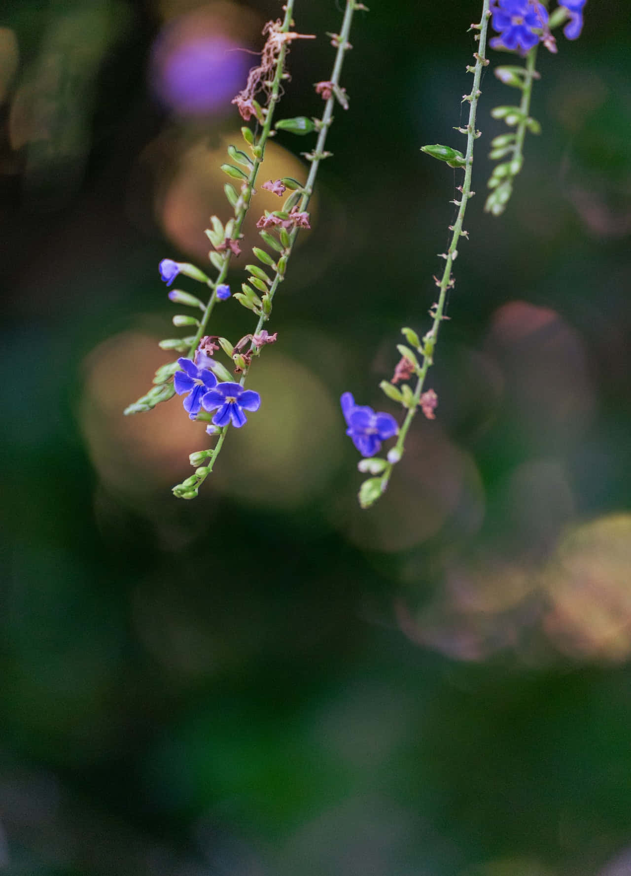 Serene Beauty Of Hanging Blue Flowers Background