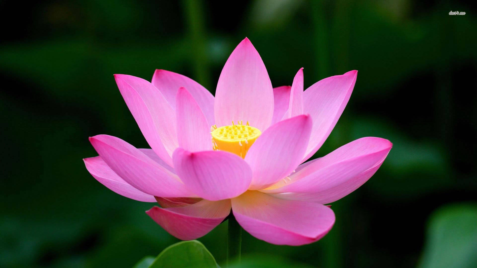 Serene Beauty Of Lotus Pond Background