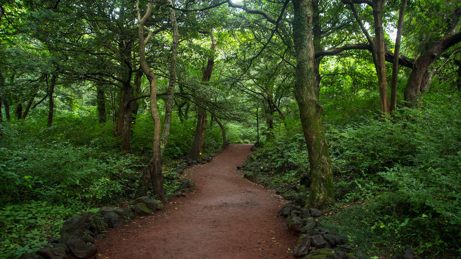 Serene Bijarim Forest In The Heart Of Jeju Island Background