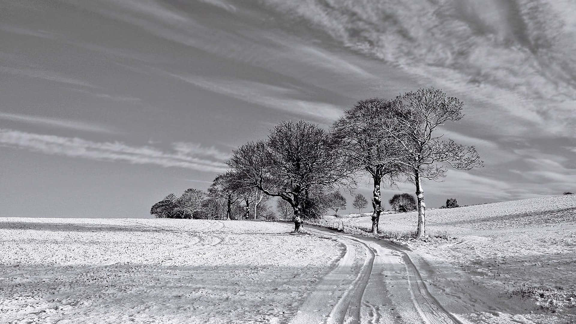 Serene Black And White Desktop Background