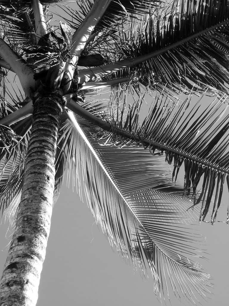 Serene Black And White Palm Tree On Beach Background