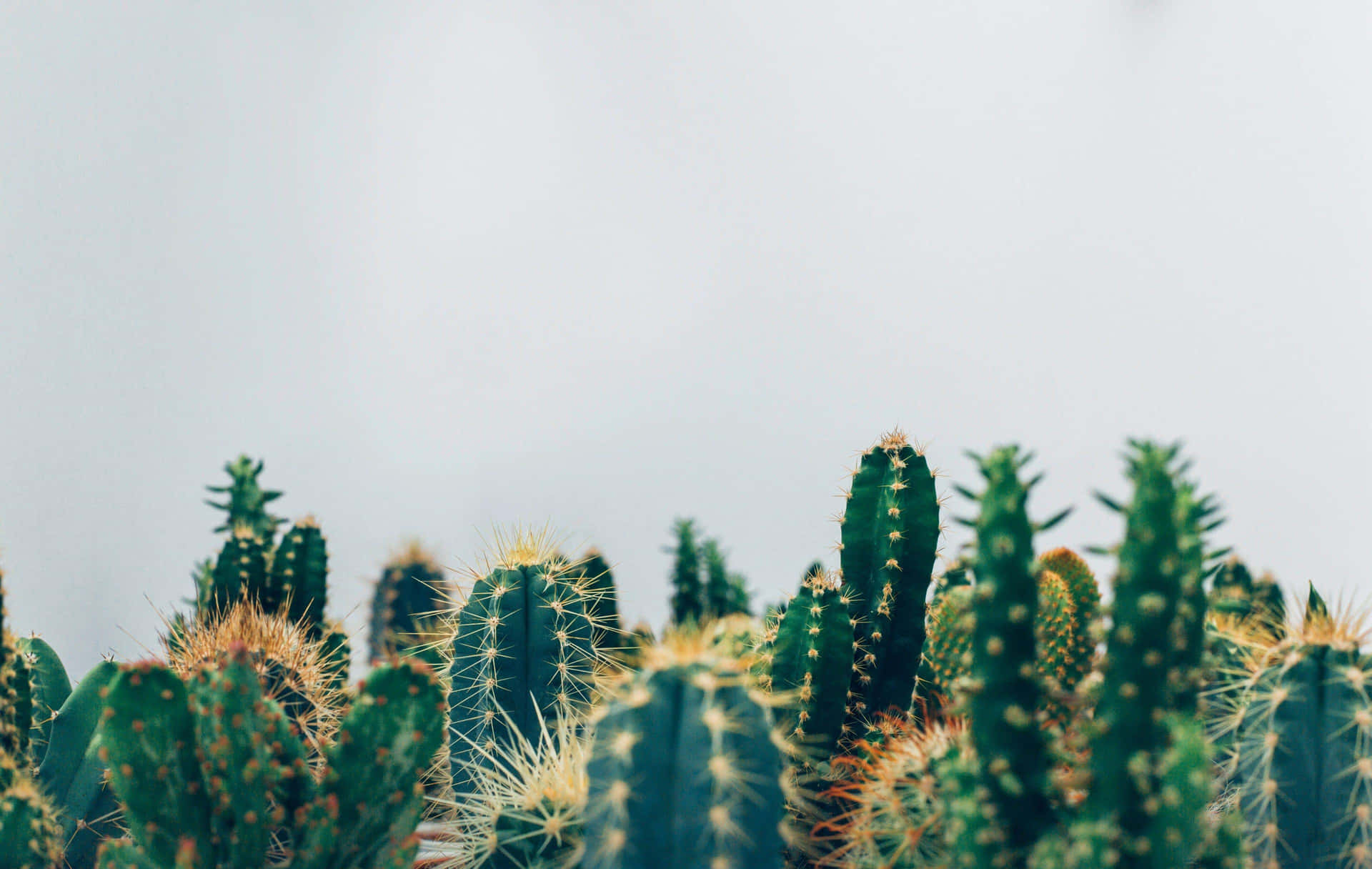 Serene Cactus Collection.jpg Background