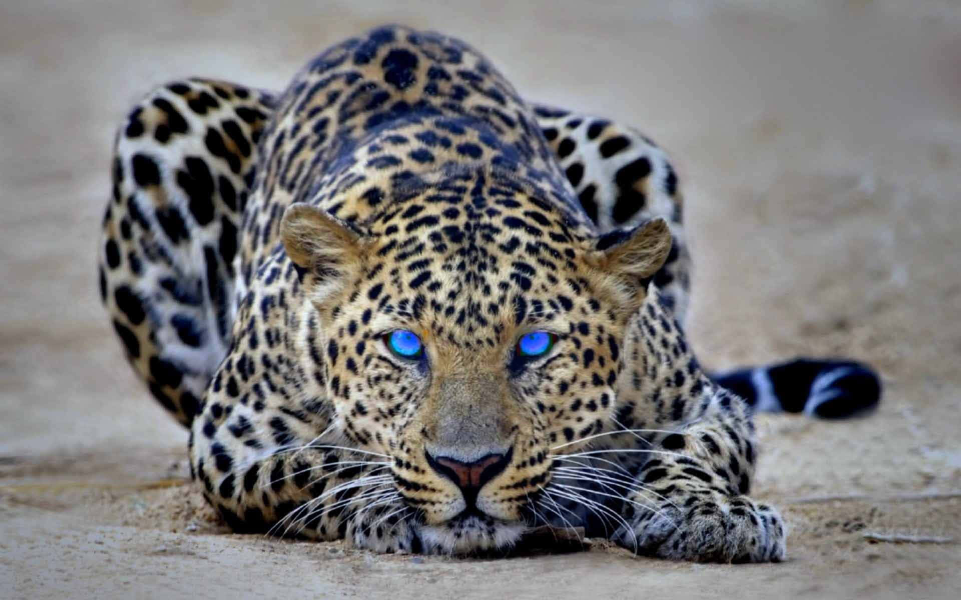 Serene Cheetah Relaxing In Its Natural Habitat Background