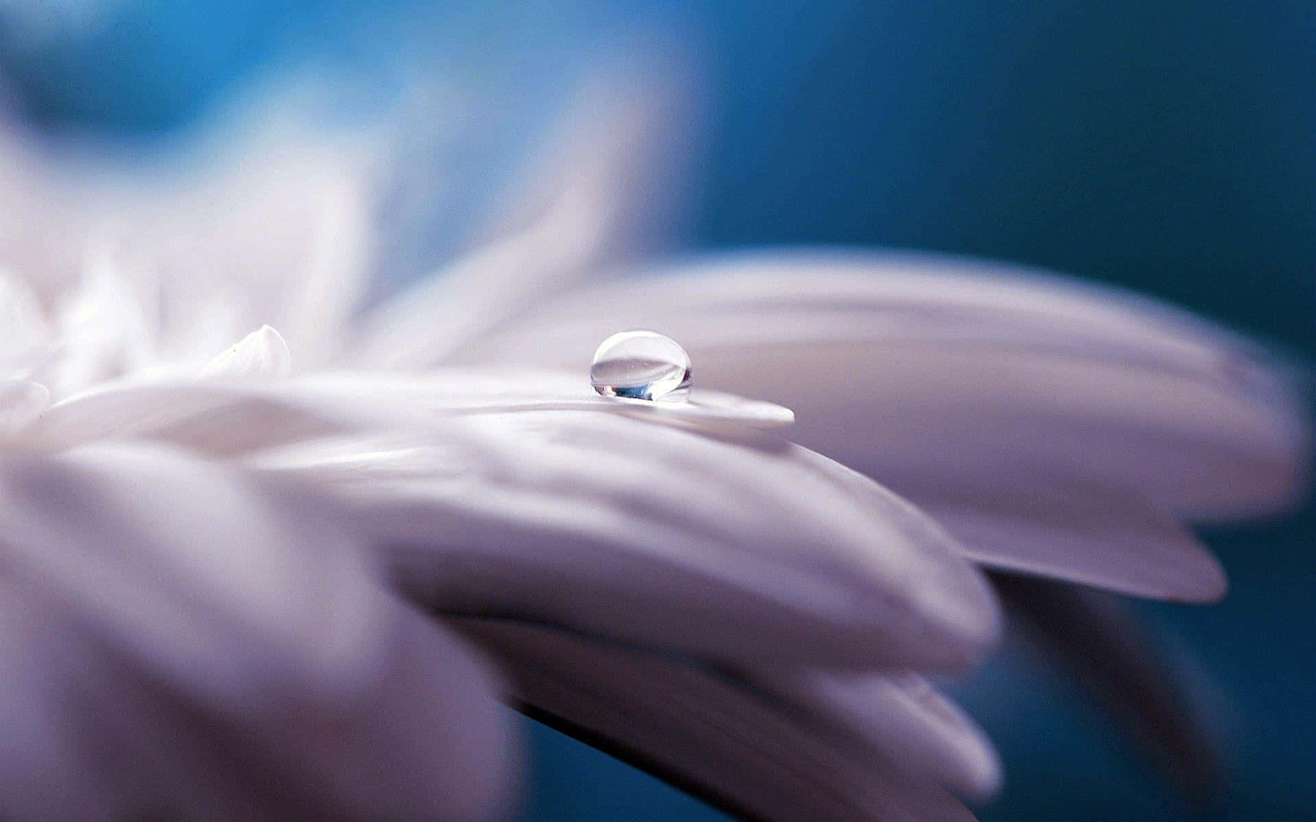 Serene Daisy Water Droplet Background