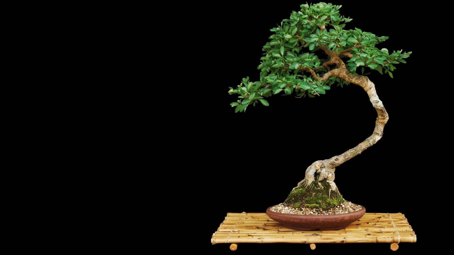 Serene Depiction Of An Informal Upright Bonsai Tree