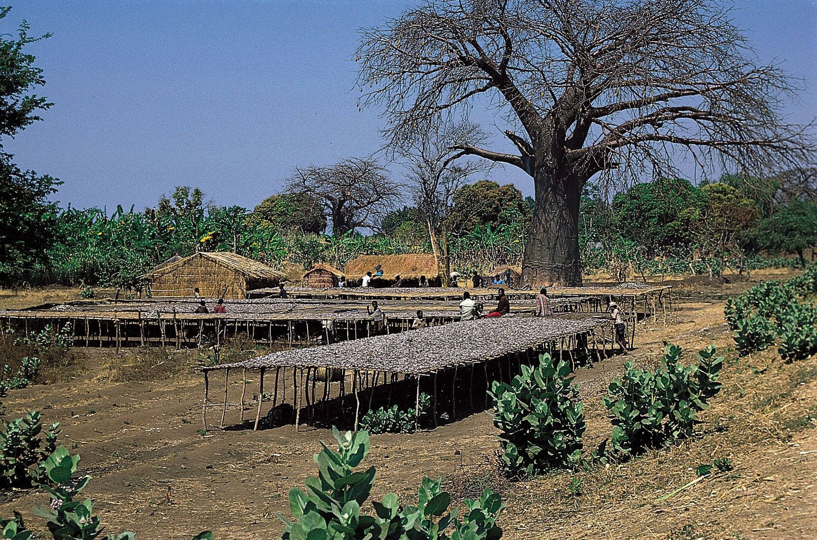 Serene Farm Under Clear Skies In Malawi Background