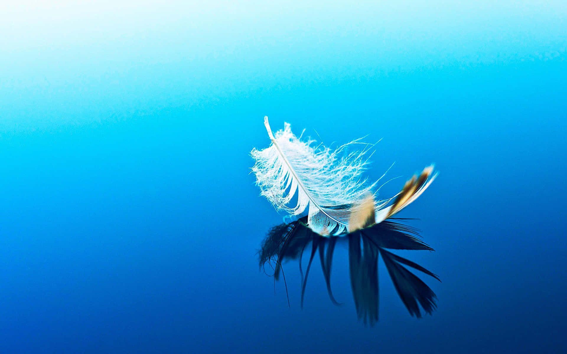 Serene Feather Floatingon Water