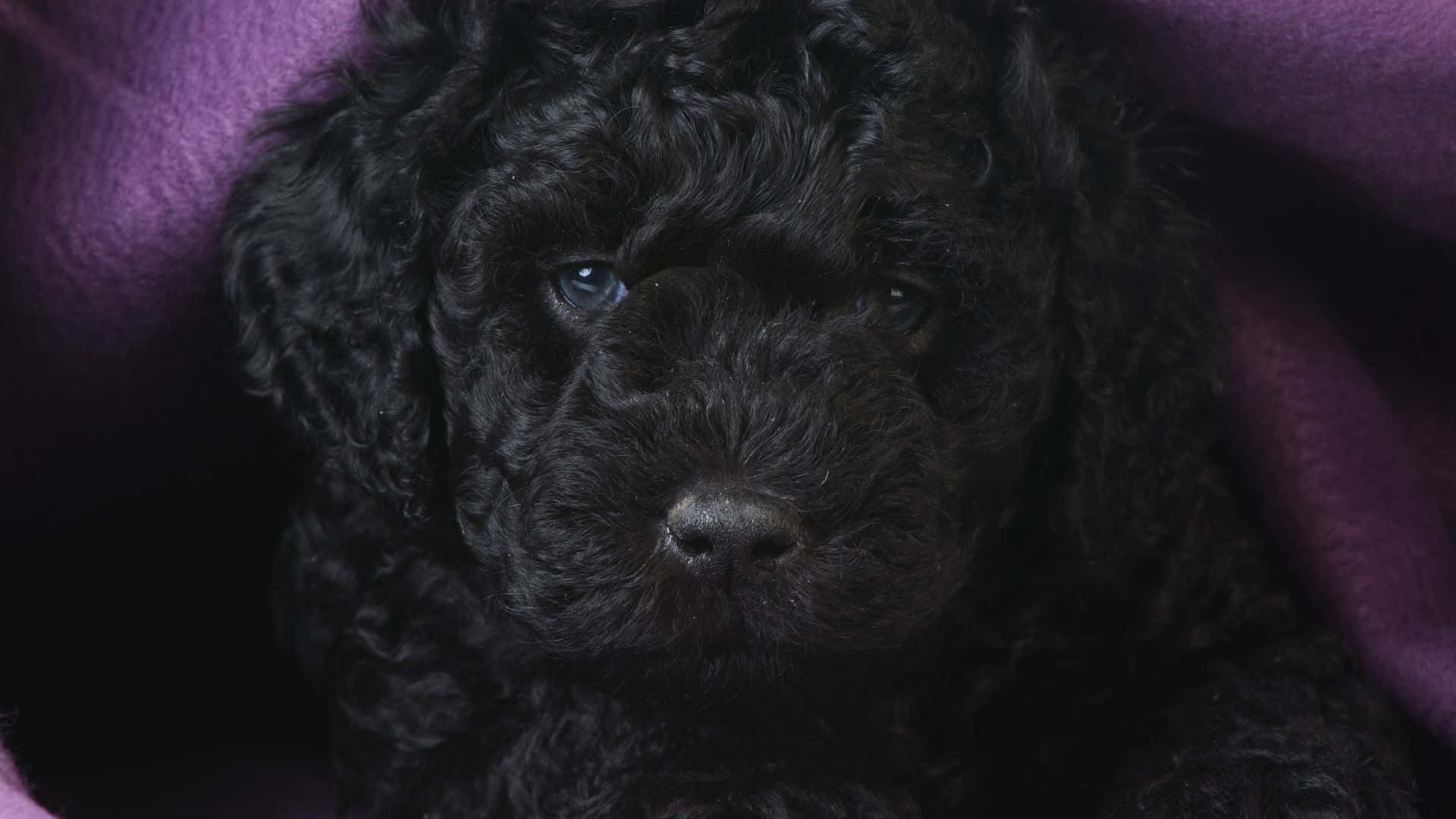 Serene Forest Pathway Background