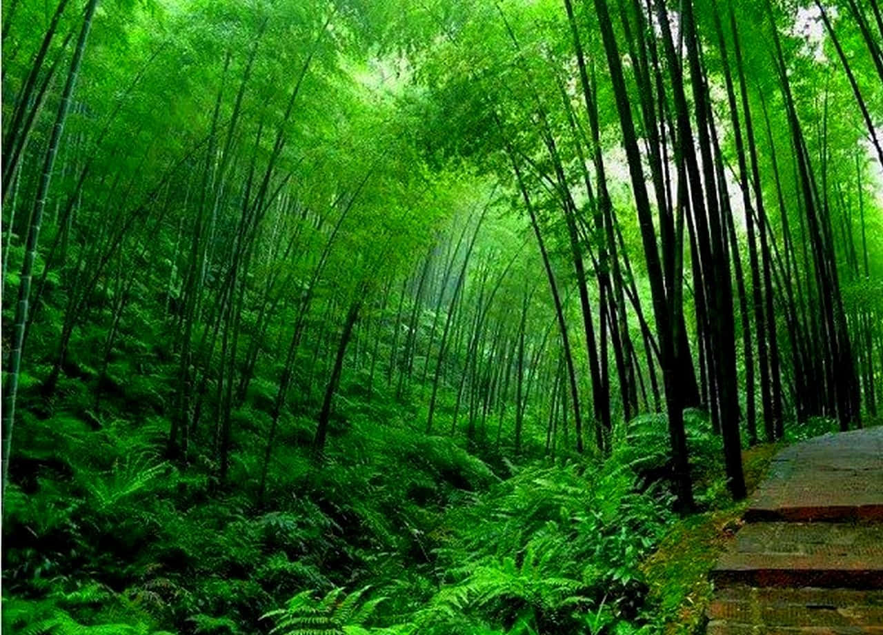 Serene Green Bamboo Background