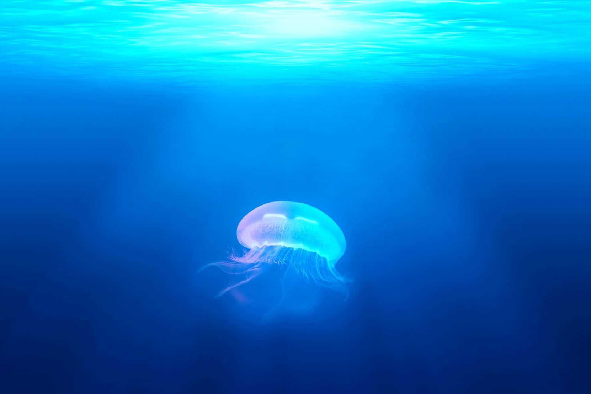 Serene Jellyfish Underwater Scene.jpg Background