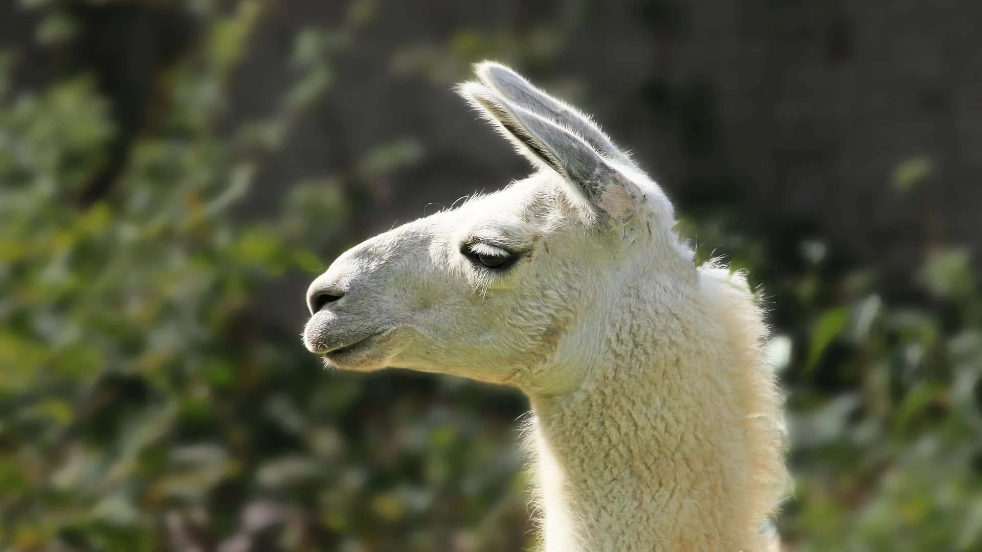 Serene Llama Profile Background