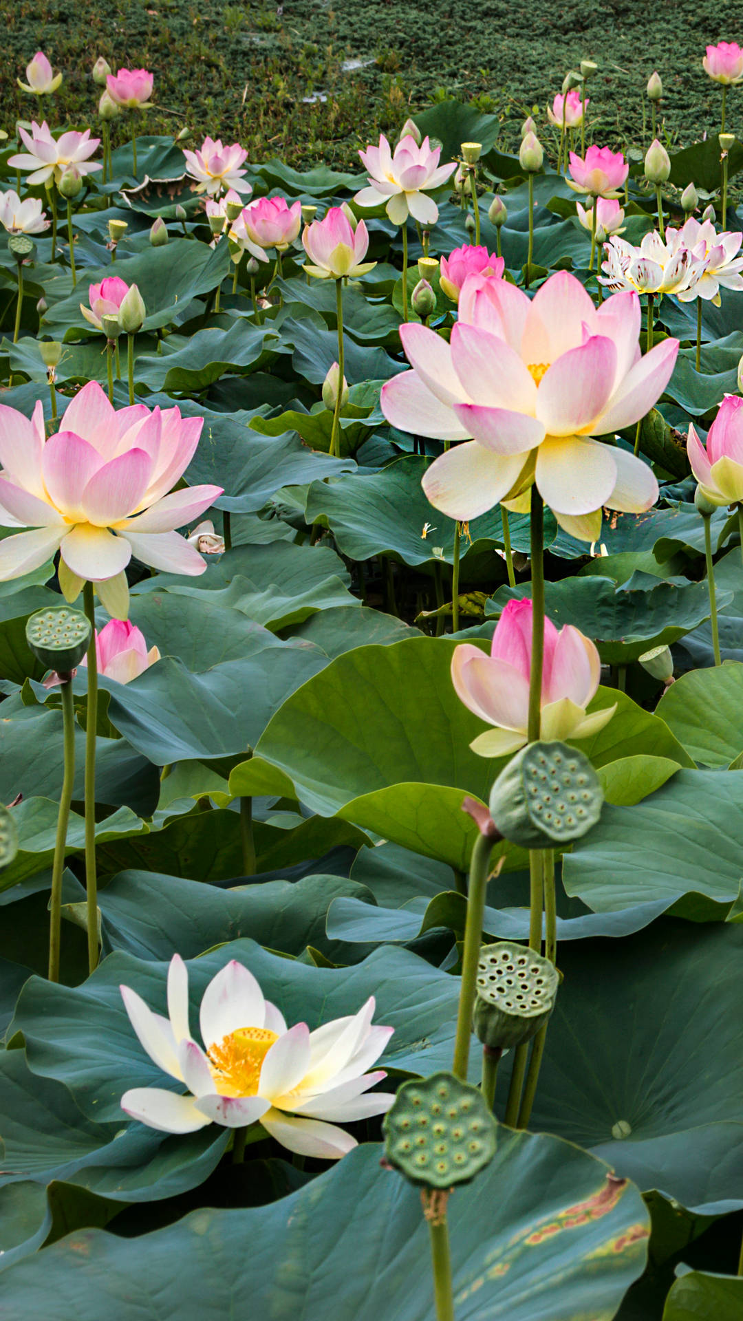 Serene Lotus Blossom On A Tranquil Pond Background