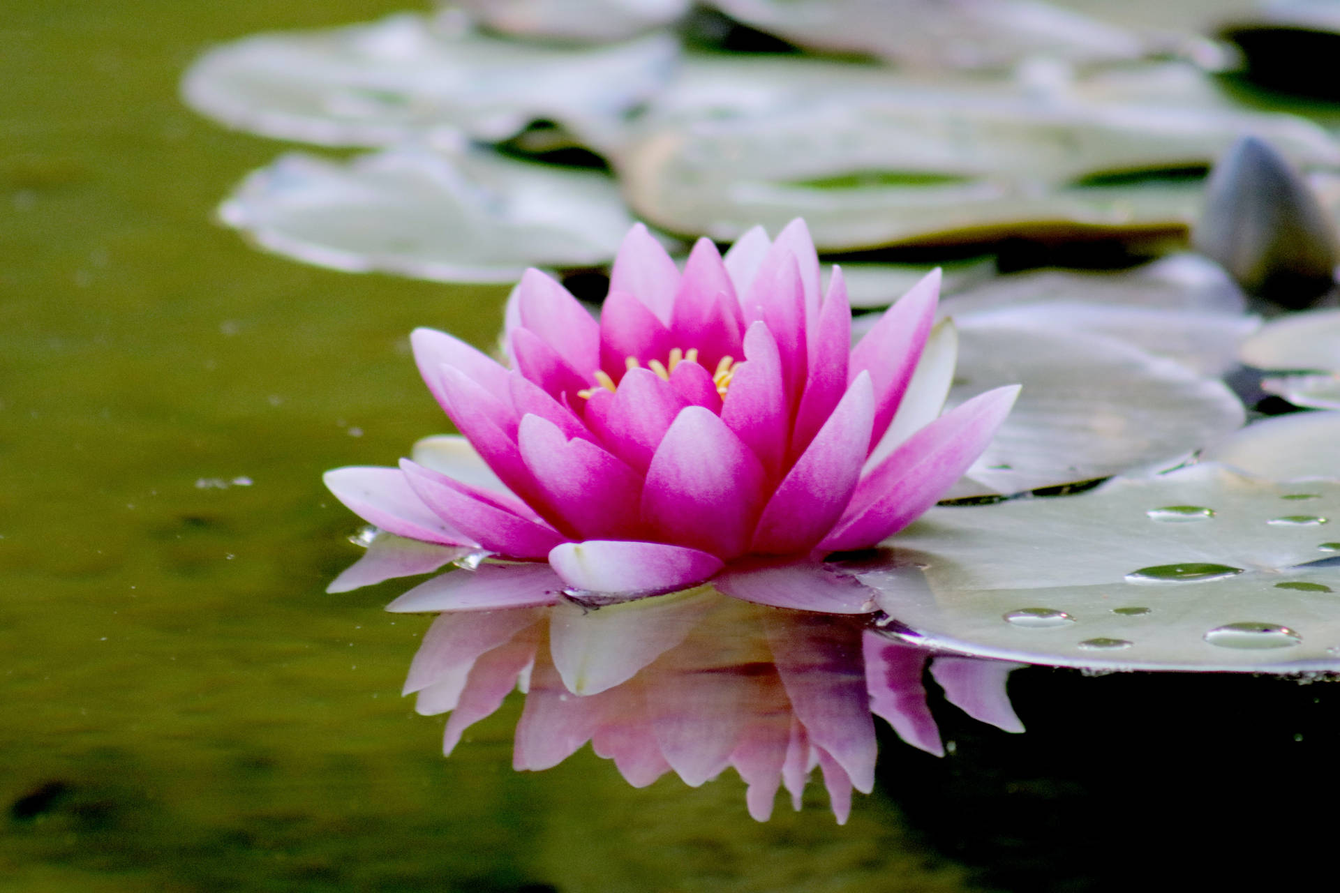 Serene Lotus Flower Pond - Mesmerizing Beauty Of Nature Background