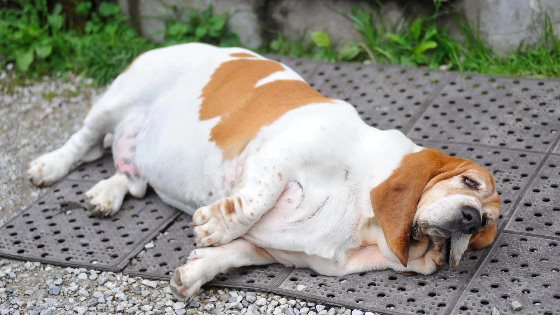 Serene Overweight Dog With A Playful Spirit