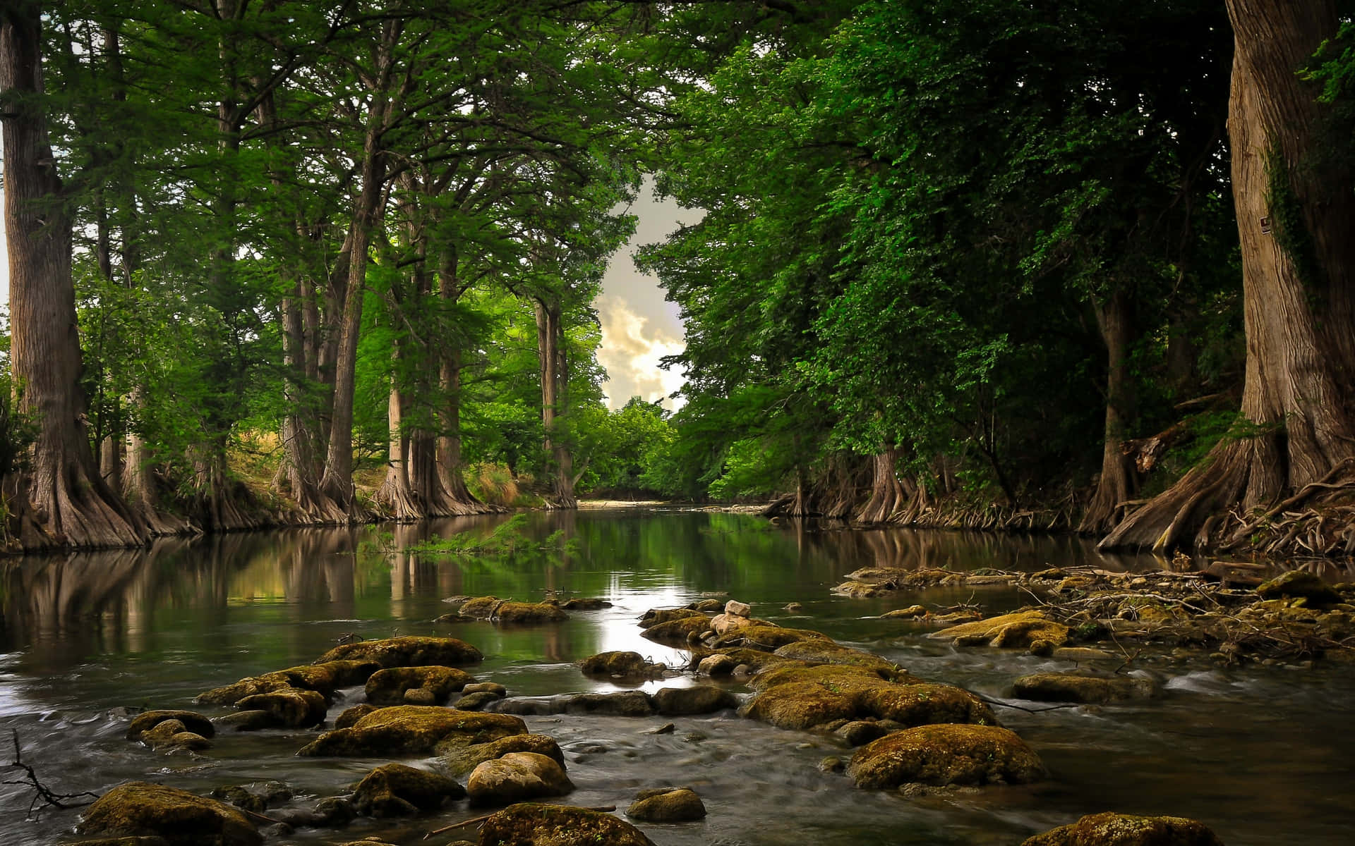 Serene Riverbank Forest Landscape