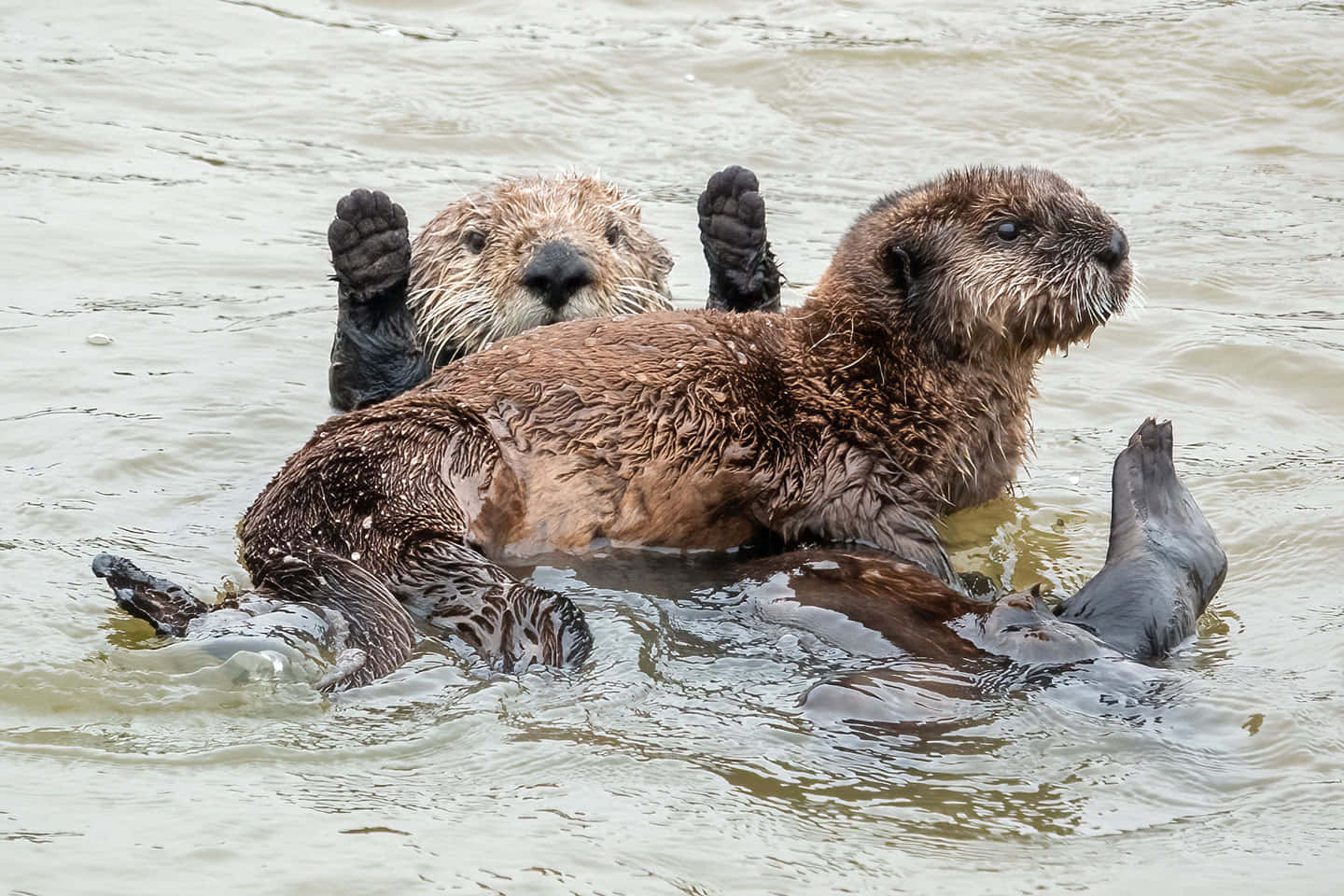 Serene Sea Otter Floating In The Ocean Background