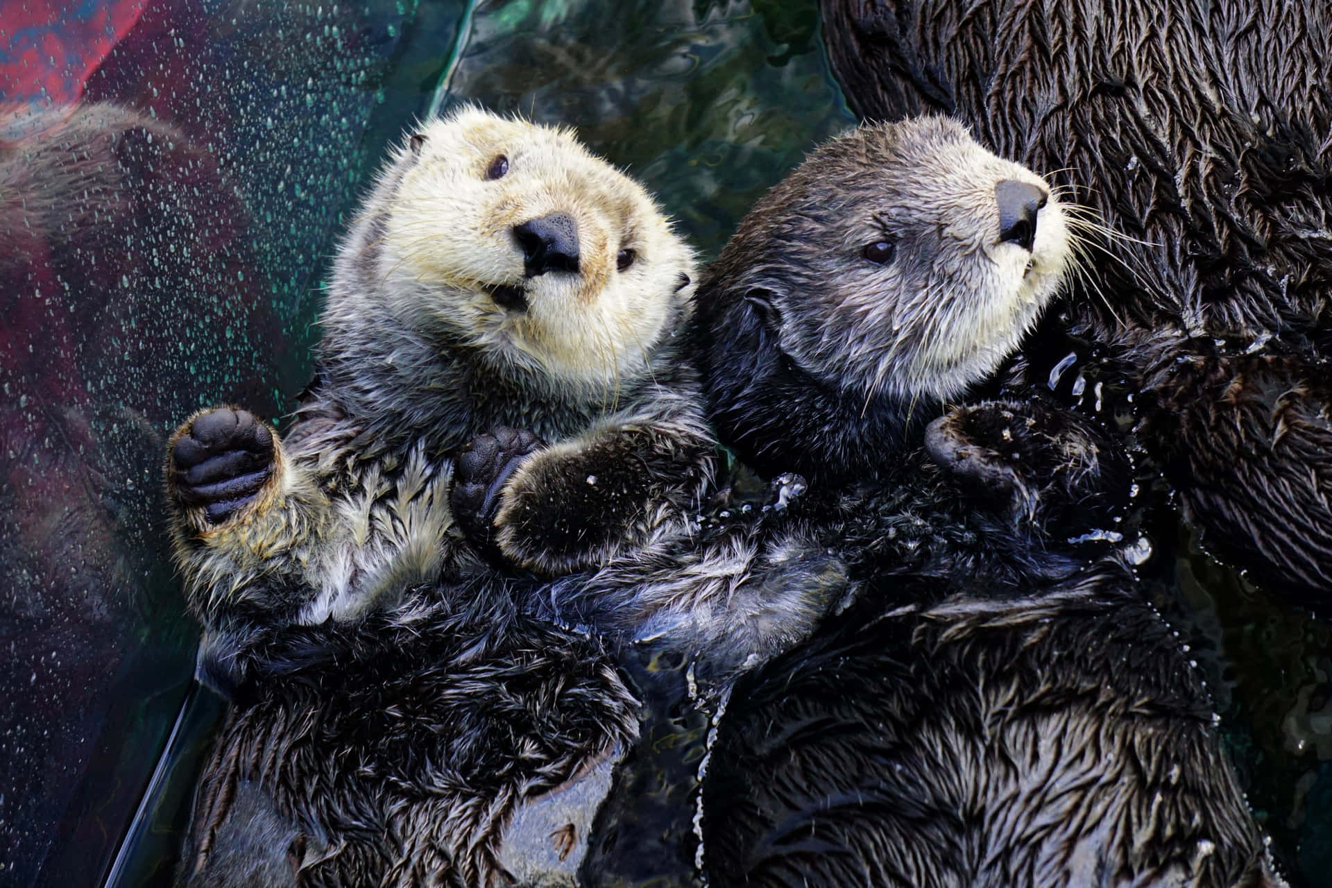 Serene Seaside - Portrait Of A Wild Sea Otter Background