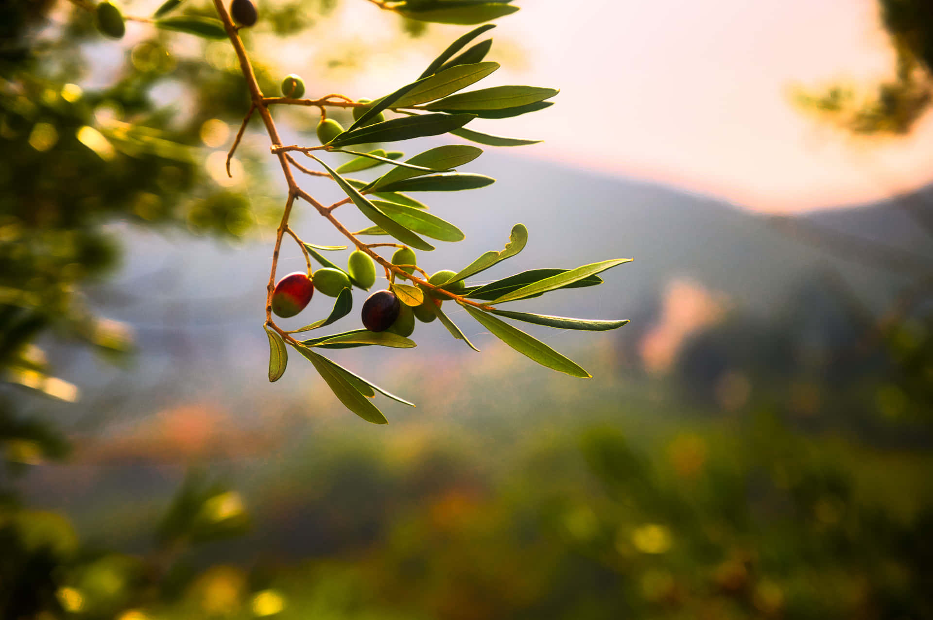 Serene Silence Among The Olive Tree Background