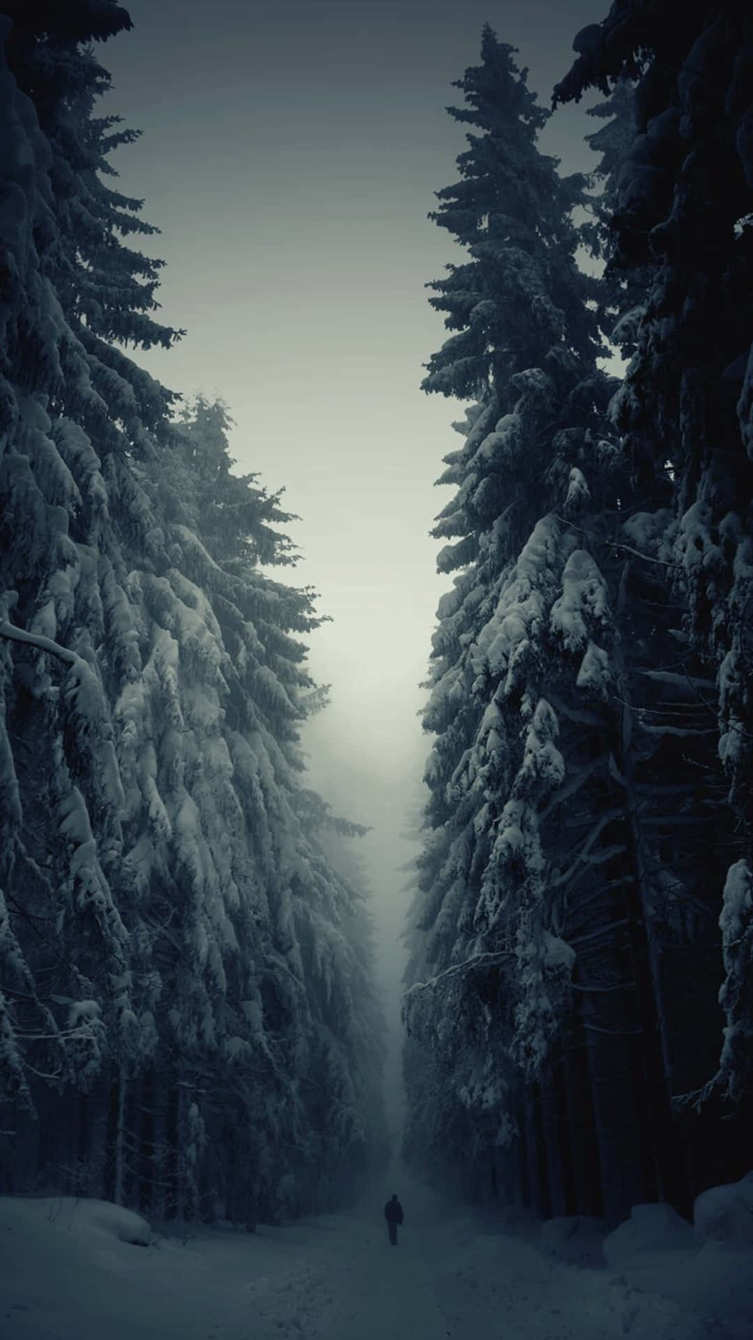 Serene Snowy Forest