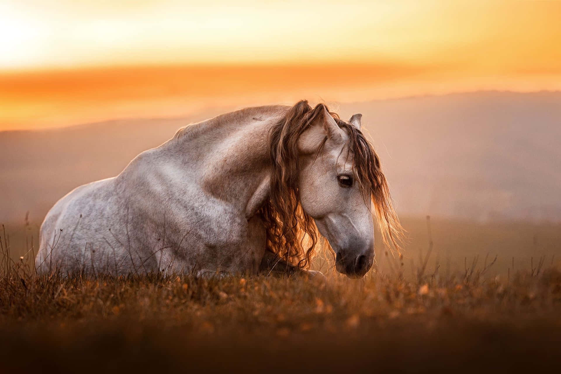 Serene Sunset Horse Portrait