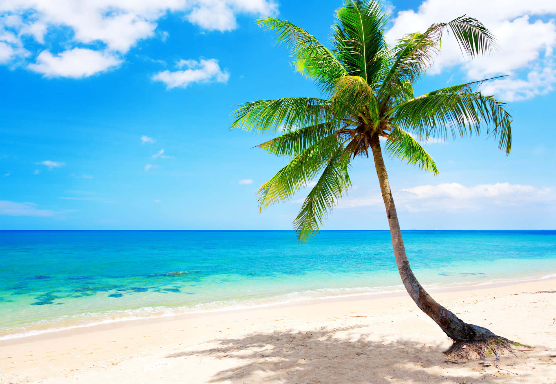 Serene Tropical Beach With A Majestic Coconut Tree Background