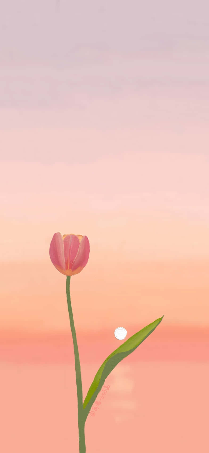 Serene Tulip Sunset Wallpaper Background