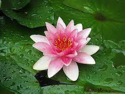 Serene Water Lily Flourishing In A Tranquil Pond Background