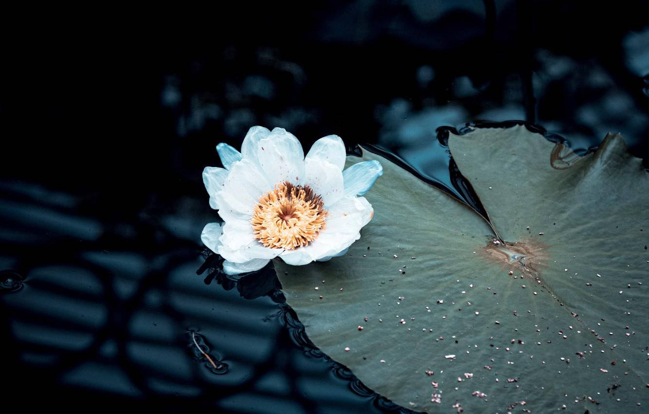 Serene White Water Lily Bloom