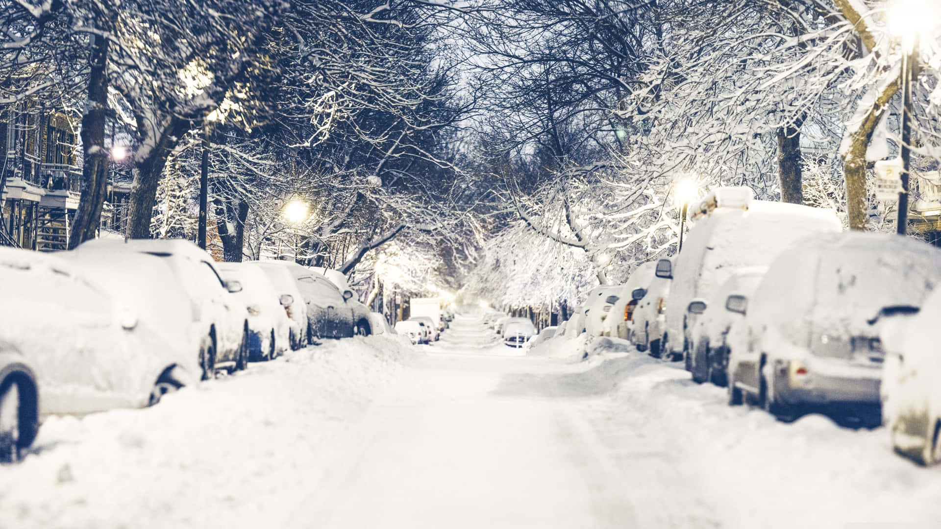 Serene Winter Forest Background