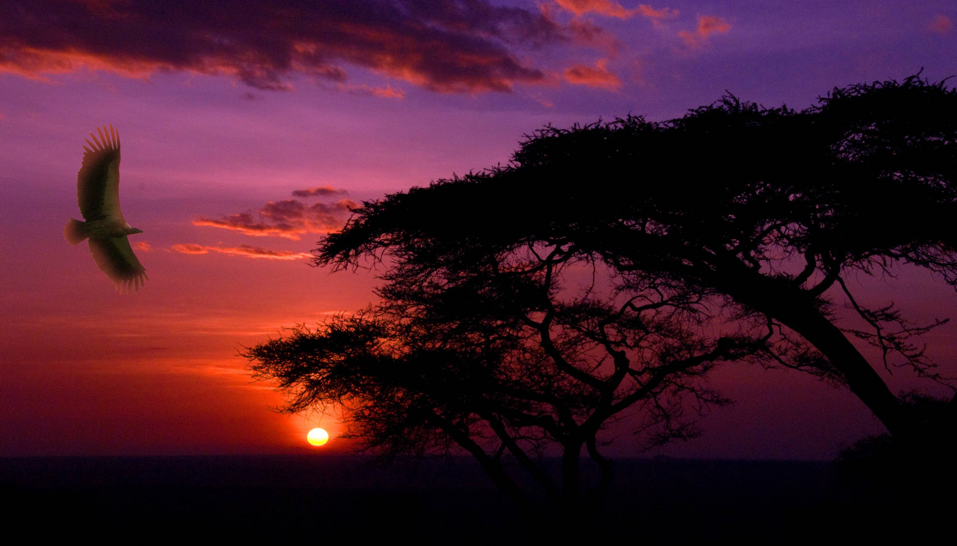 Serengeti National Park Beautiful Sunset Background