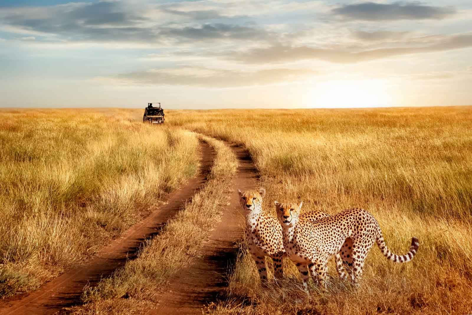 Serengeti National Park Cheetahs On The Track Background