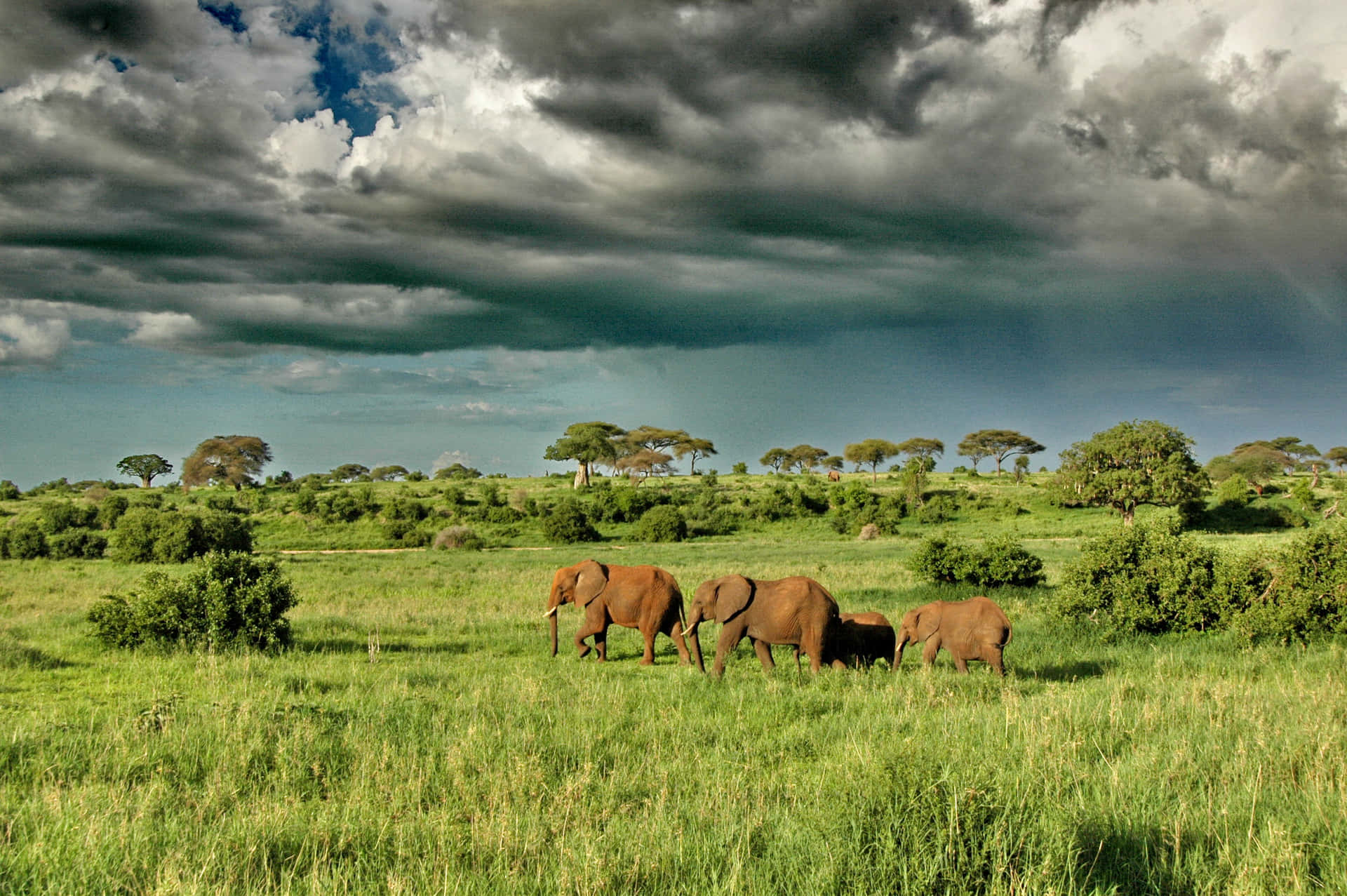 Serengeti National Park Elephants On The Green Grass Background