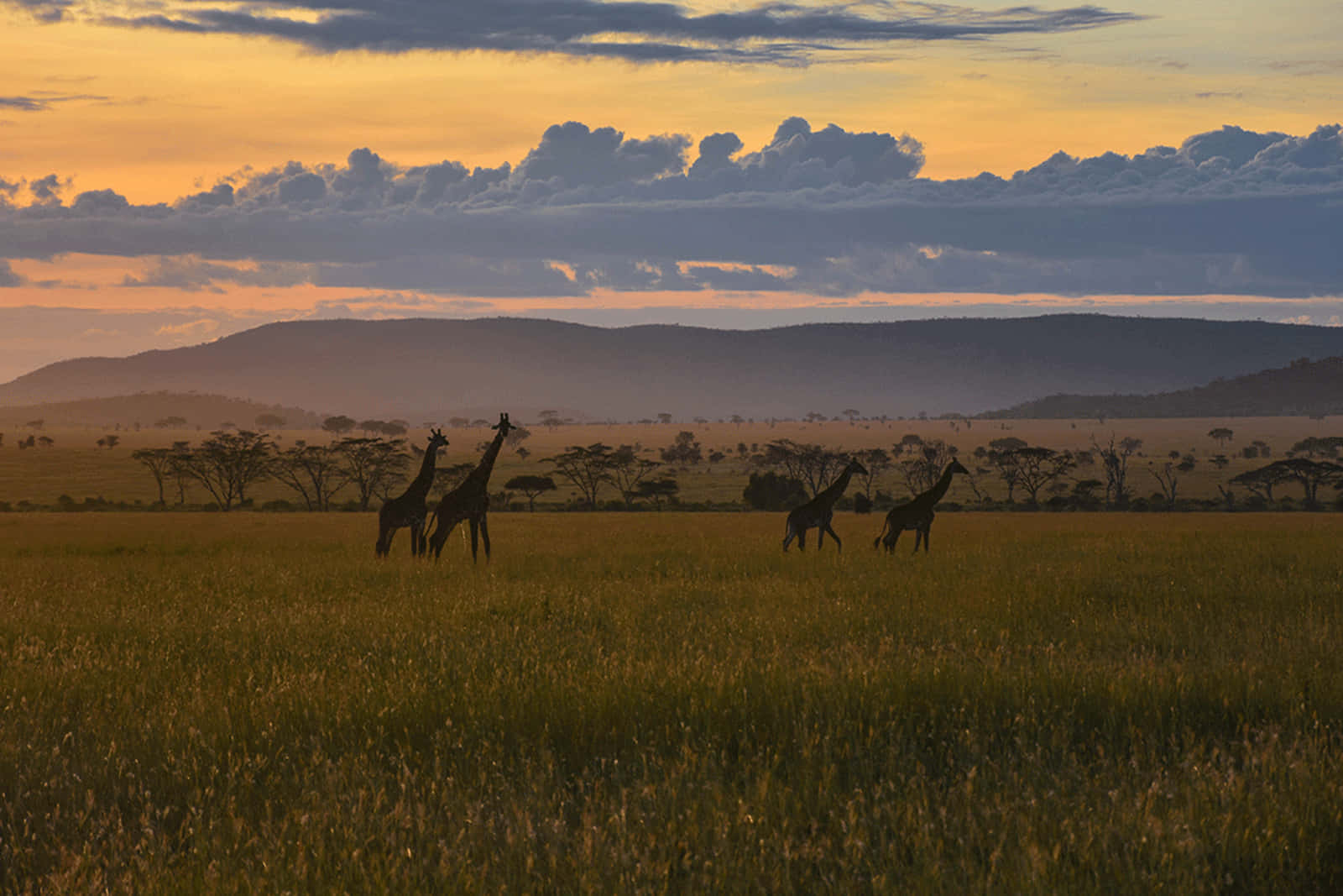Serengeti National Park Giraffes On The Fields Background