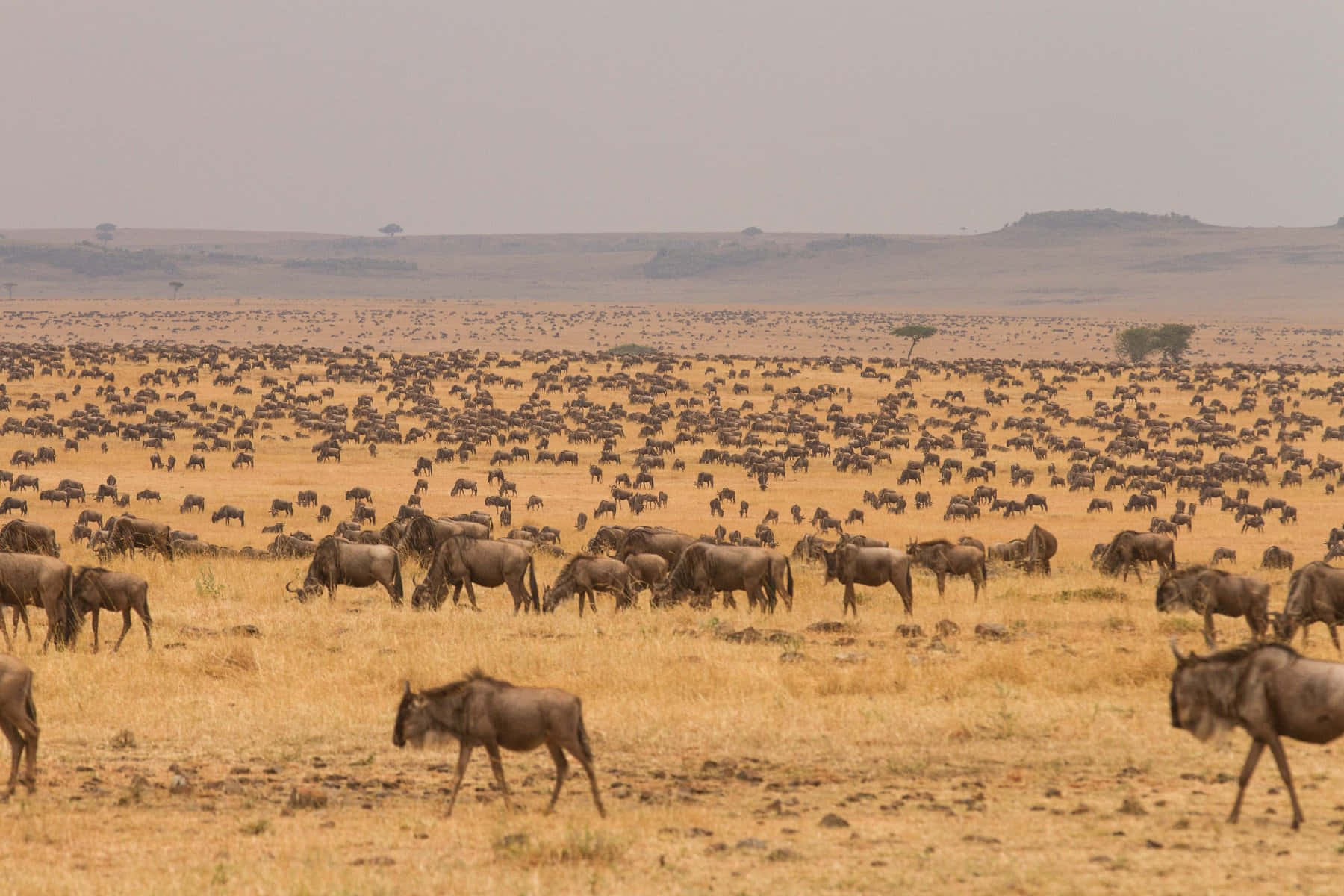 Serengeti National Park Hundreds Wildebeests Background