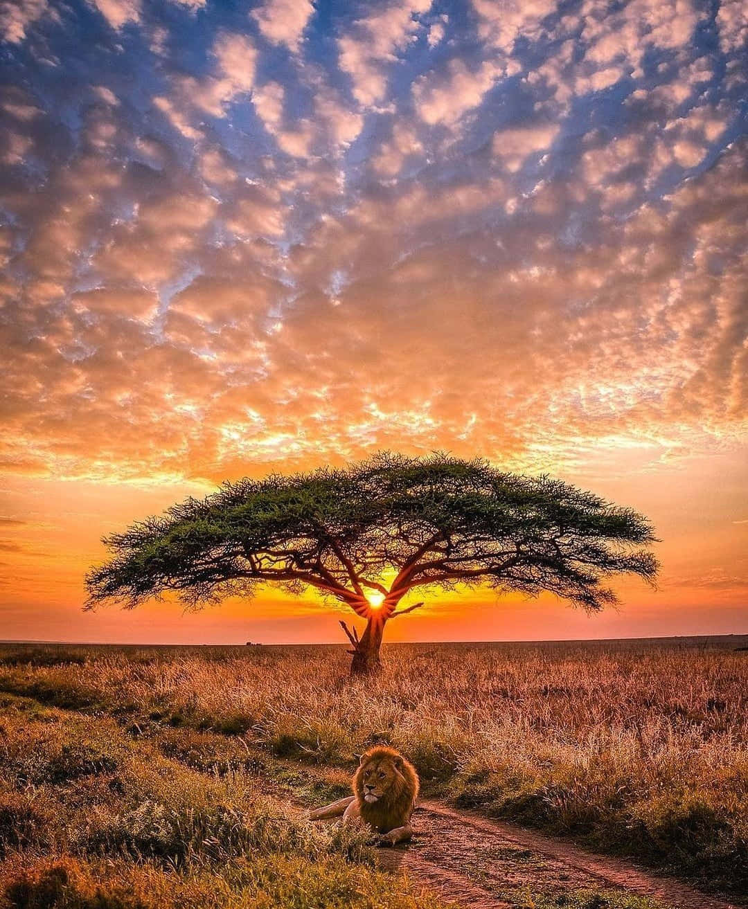 Serengeti National Park Lion Sunset Background