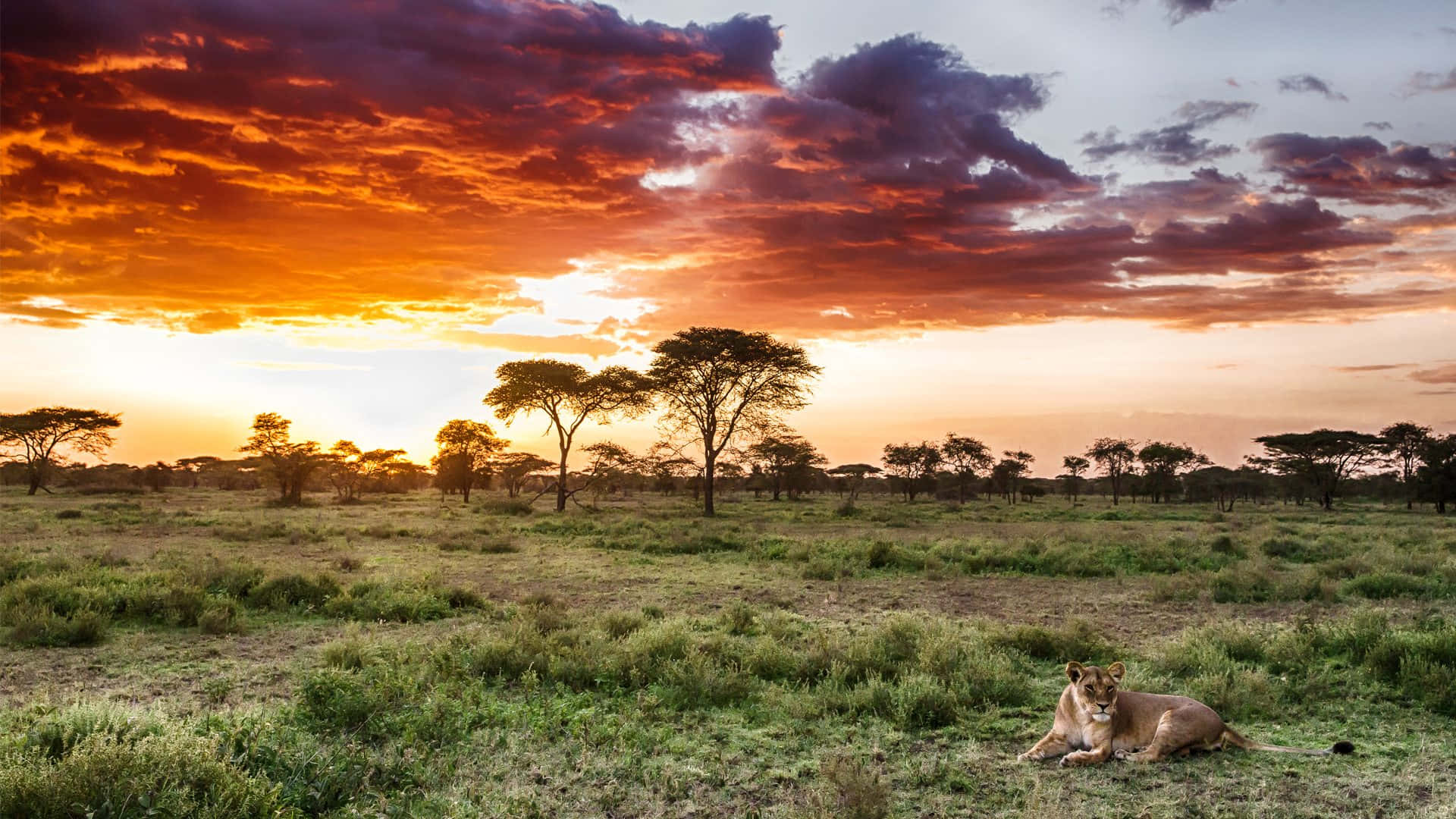 Serengeti National Park Lioness Sitting Background