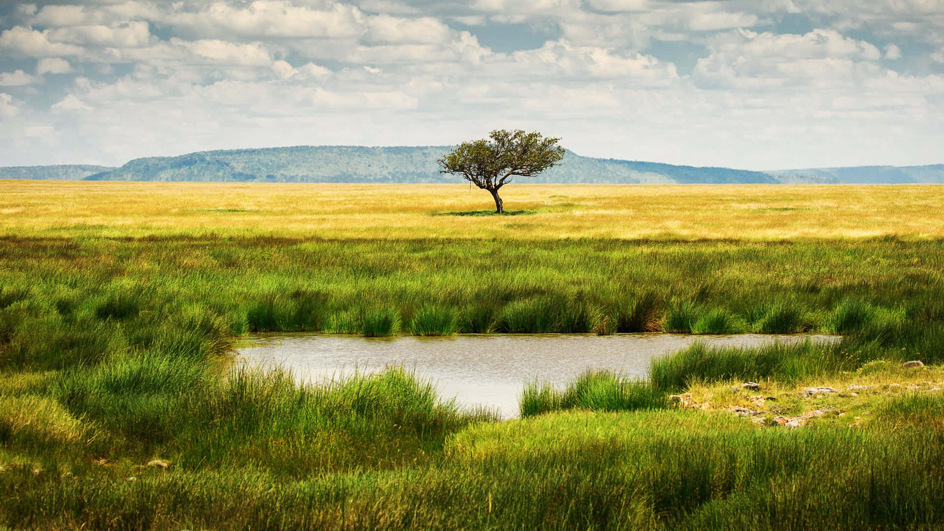 Serengeti National Park Pool Of Water Background