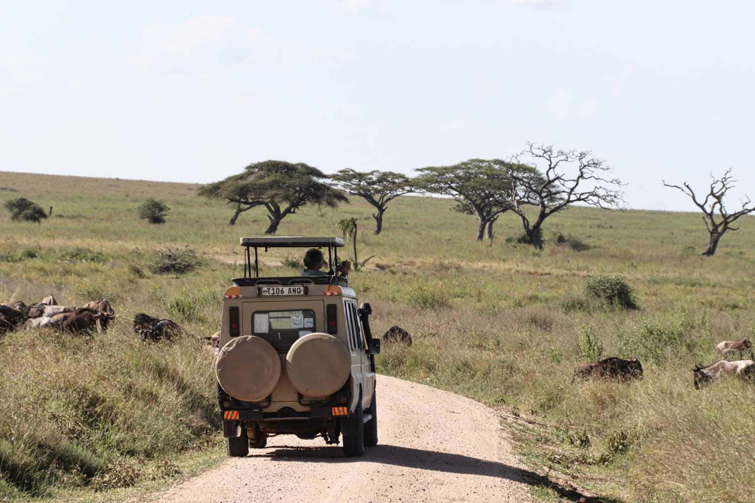 Serengeti National Park Safari Vehicle Background