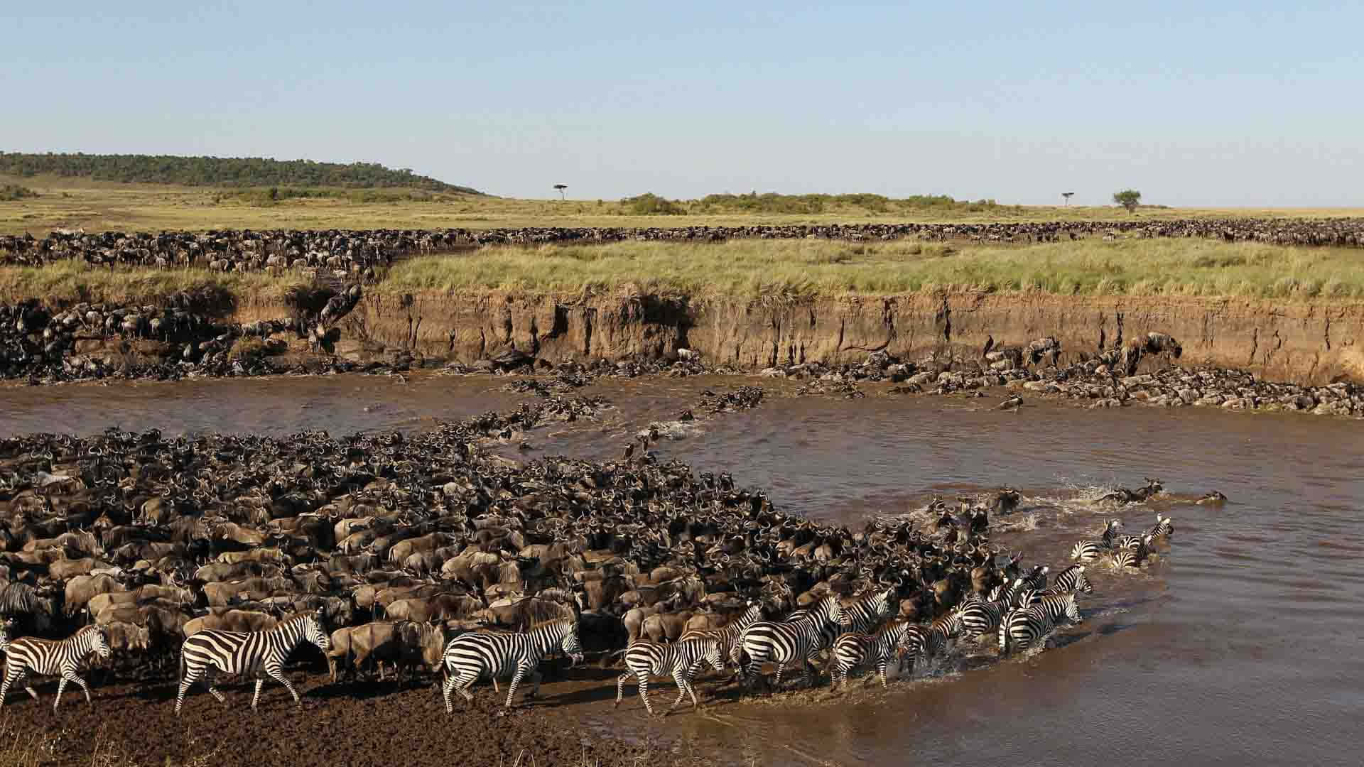 Serengeti National Park Wildebeests And Zebras River Background