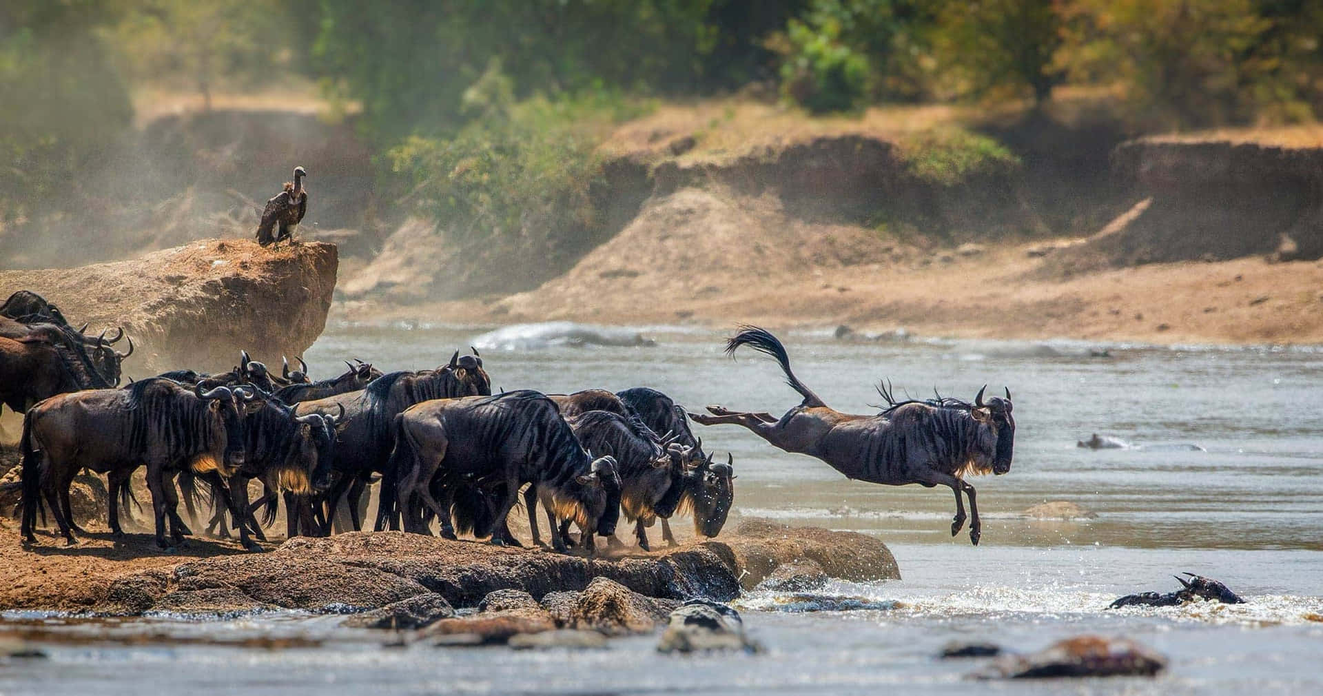 Serengeti National Park Wildebeests Crossing River Background